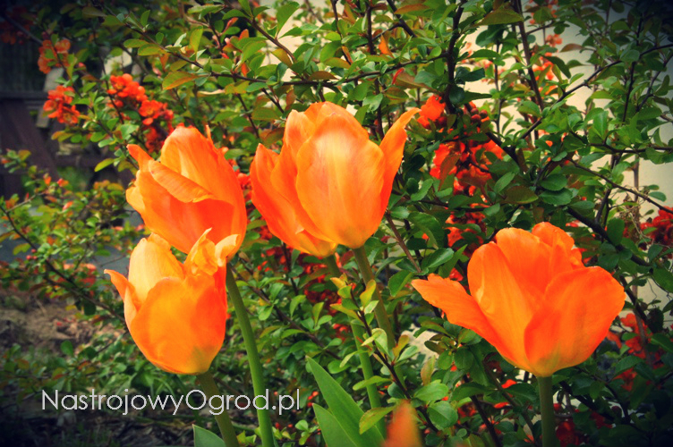 tulipany-botaniczne-2